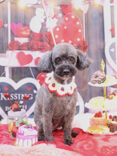 20250208ペコくん